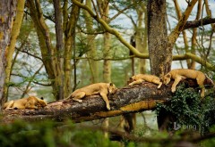 Sleeping lions, спящие львы, львы на дереве, шищники