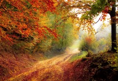 Красивая осень, дорога, листва, деревья