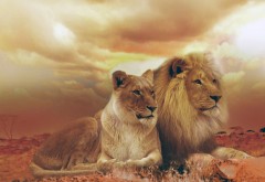 Семейная пара львов обои hd