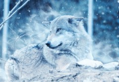 Зимний волк обои HD