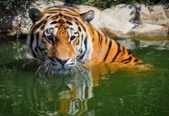 Бенгальский тигр обои HD