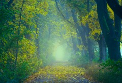 Осенний туманный лес картинки
