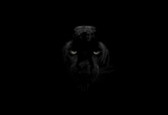 Чёрная Пантера животное обои 4K