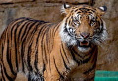 Суматранский тигр обои HD