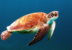 Фото черепахи под водой