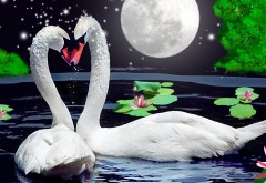 Обои белых лебедей под луной