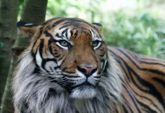 Хищный взгляд голодного тигра