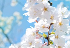 Цветущее дерево с белыми цветками