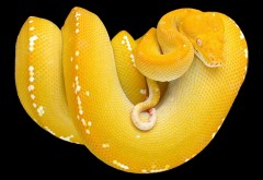 Обои желтого удава, змея фото