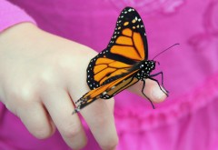 Бабочка на пальчике ребенка