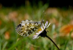 Бесплатные картинки бабочка на цветке
