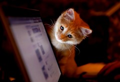Рыжий кот в социальной сети обои