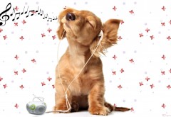 Обои собаки которая слушает музыку