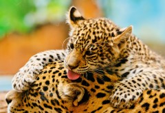 Маленький леопард резвится с мамой