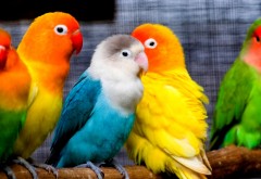 Разноцветные попугаи 