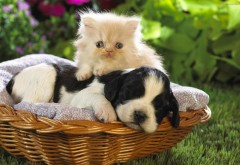 Кот и собака лучшие друзья