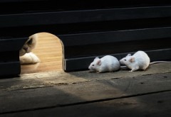 Прикольные обои мышей и кота