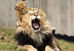 Лев играется с львенком
