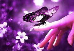 Красивая бабочка на пальце макро обои
