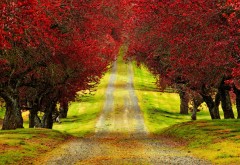 Весна, осень, проселочная дорога, красные деревья, обои