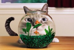Кот заглядывает в аквариум