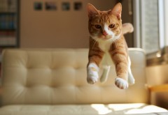 1920x1200, Рыжий котенок прыгает на диване