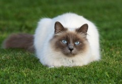 Кот со светлыми глазами