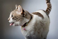 Симпатичная кошка с язычком