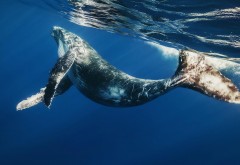 2560x1600, Большой кит в море