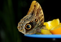 Красивые фото бабочек