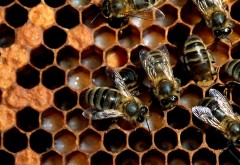 Фото пчелиных сот