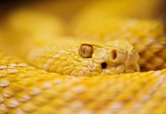 Альбинос гремучая змея желтая картинки