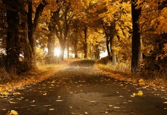 Осень, природа, листва, ветер, погода, лес, заставки