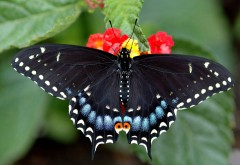чёрная бабочка