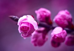 Цветочки, розовый цвет фоны
