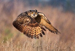 Owl flight field wallpaper high resolution hd