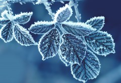 Снежная листва, замороженные ветки, картинки
