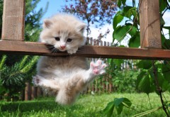 Маленький котёнок висит на заборе