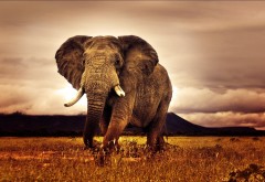 Большой африканский слон