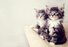 Милые котята обои маленьких малышей картинки