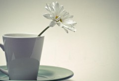 Чашка с белым цветком обои hd