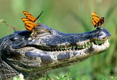 Довольный крокодил и бабочки