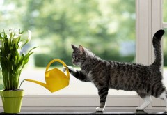 Кот поливает цветы