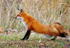 Рыжая лисичка с пушистым хвостиком