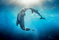 Дельфины подводный мир картинки для рабочего стола скачать