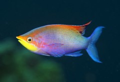 Разноцветная рыбка плавает в море