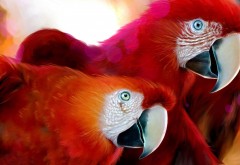 Красные попугаи картинки для рабочего стола скачать