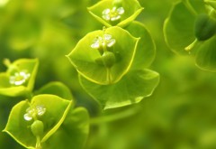 Макро снимок маленьких зеленых цветов