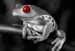 HD обои жаба с красными глазами