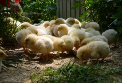 Золотистые цыплята гуляют по двору